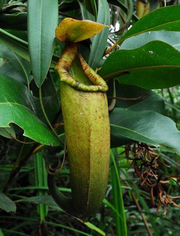 Nepenthes merrilliana: Upper pitcher, Dinagat Island