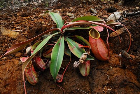 Nepenthes merrilliana: Young plant, Dinagat Island
