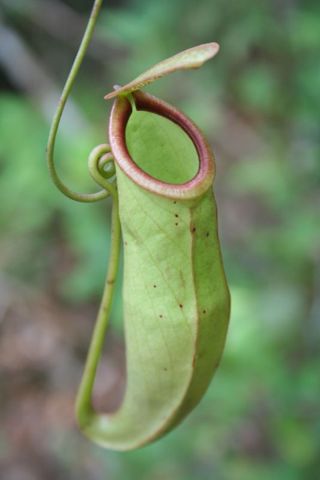 Nepenthes mirabilis: Upper pitcher
