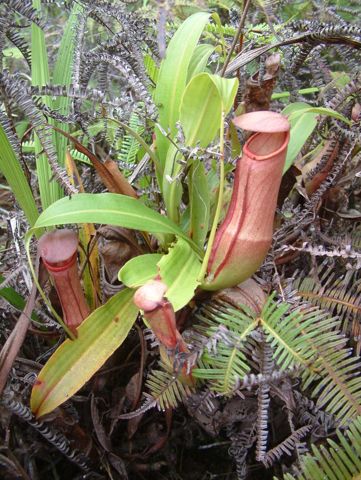 Nepenthes mirabilis: Rosette with lower pitchers, New Guinea
