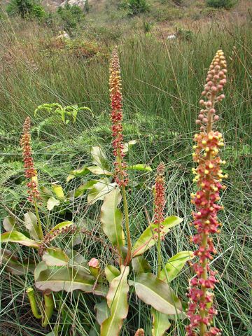 Nepenthes mirabilis: Flowering plants in the wild