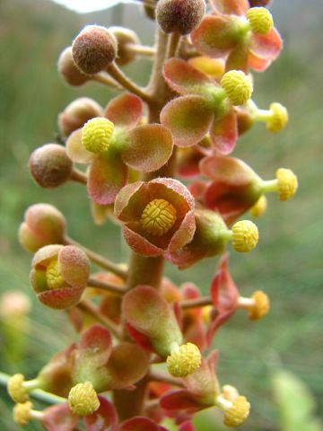 Nepenthes mirabilis: Flowers close up