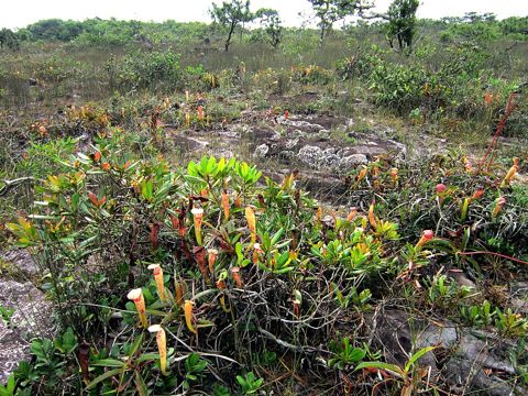 Nepenthes mirabilis: Colony in open scrub, Vietnam
