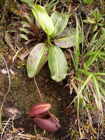 Nepenthes rajah: Rosette with a lower pitcher, Kinabalu