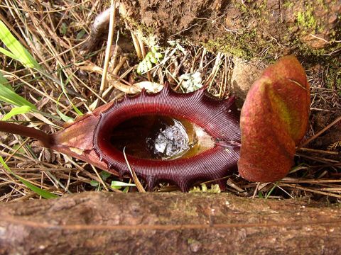 Nepenthes rajah: Lower pitcher mouth and lid