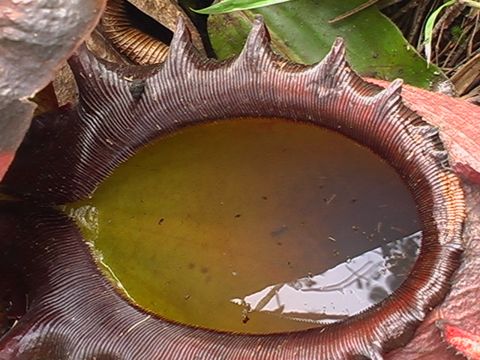 Nepenthes rajah: Peristome and pitcher fluid close up