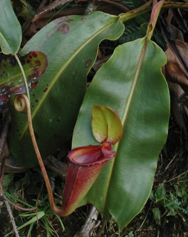 Nepenthes rajah: Upper pitcher, Mesilau, Kinabalu