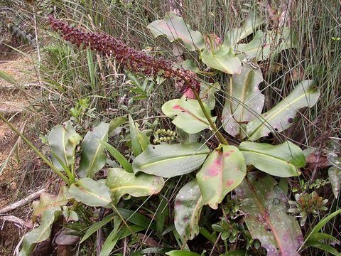 Nepenthes rajah: Flowering plant in the wild