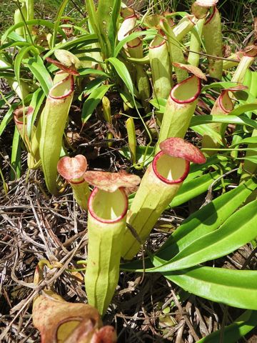 Nepenthes rosea: Upper pitchers, Krabi, Thailand