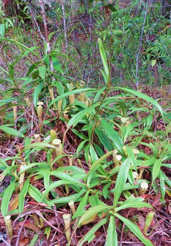 Nepenthes rosea: Plants in habitat, Krabi