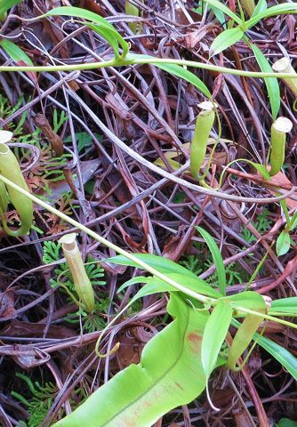 Nepenthes rosea: Rosettes growing on old flower stalks, Krabi