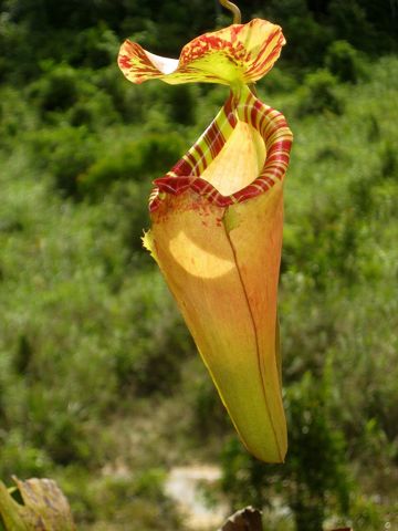 Nepenthes sumatrana: Upper pitcher