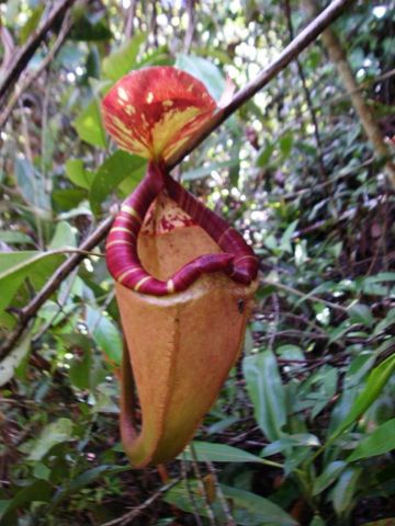 Nepenthes sumatrana: Red upper pitcher in the wild, Sumatra