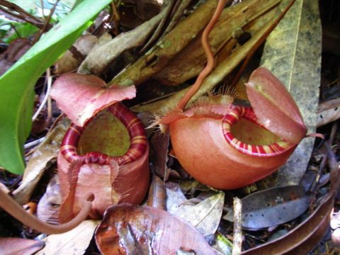 Nepenthes sumatrana: Lower pitchers, Sumatra