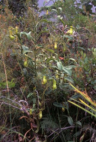 Nepenthes vieillardii: Plant on serpentine hills, New Caledonia