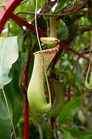 Nepenthes × ventrata: Pitcher in a botanical garden