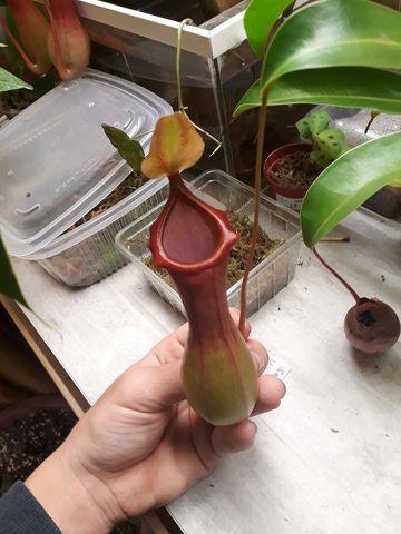 Nepenthes × ventrata: Pitcher held in hand