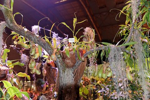 Nepenthes × ventrata: Plants hanging from a branch, Florissimo show