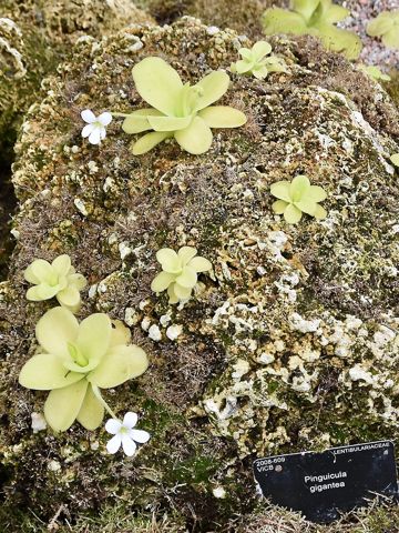 Pinguicula gigantea: Plants growing on rock, Kew