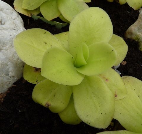 Pinguicula gigantea: Rosette, Brno Botanical Garden