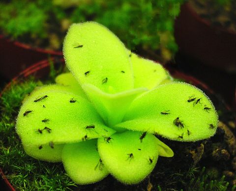 Pinguicula gigantea: Leaves covered in caught gnats