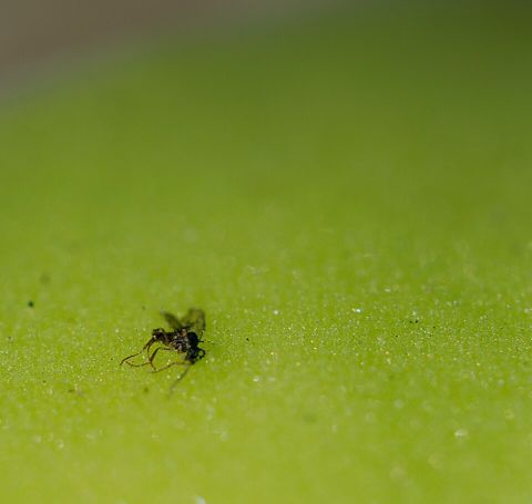Pinguicula gigantea: Gnat stuck on the sticky leaf surface