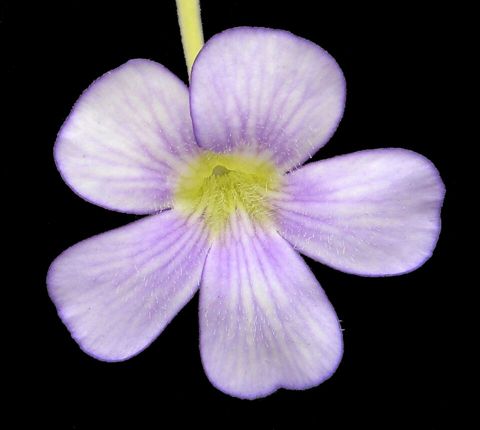 Pinguicula gigantea: Flower