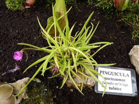 Pinguicula moctezumae: Whole plant with long upright leaves