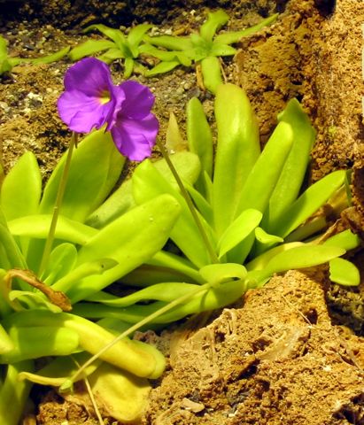 Pinguicula moctezumae: Plants in flower, Jena Botanical Garden