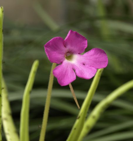 Pinguicula moctezumae: Flower