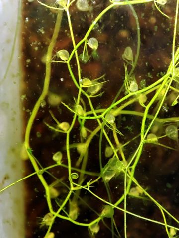 Utricularia gibba: Stolons with tiny bladder traps