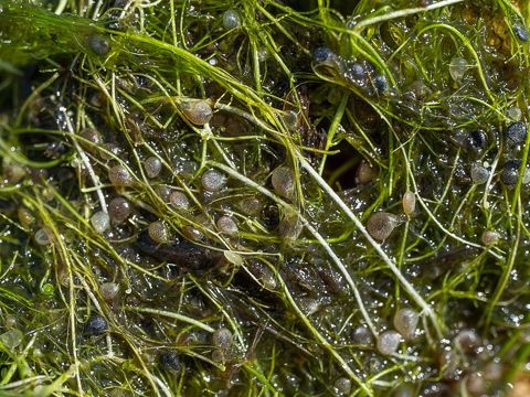 Utricularia gibba: Bladder traps close up, United States