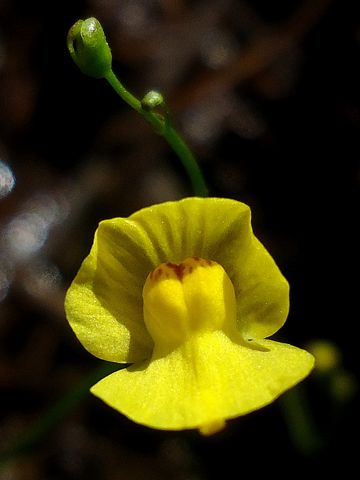Utricularia gibba: Flower