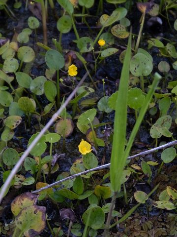 Utricularia gibba: Flowering in a wet meadow, United States