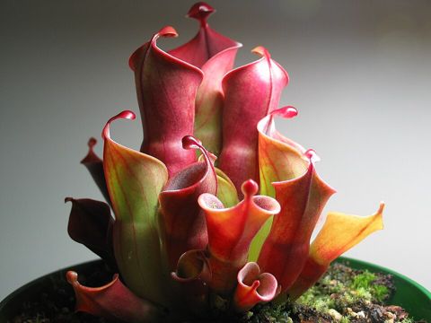 Sun Pitcher (Marsh Pitcher)