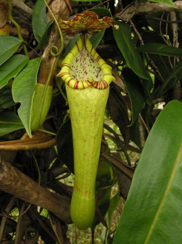 Bosch's Pitcher Plant