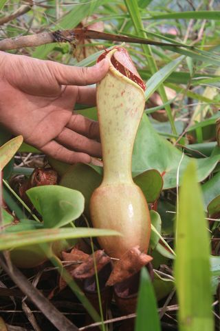 Shield-leaved Pitcher Plant