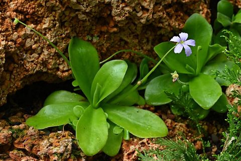 Giant Butterwort