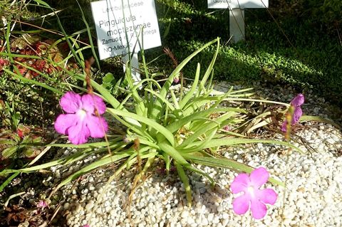 Moctezuma Butterwort