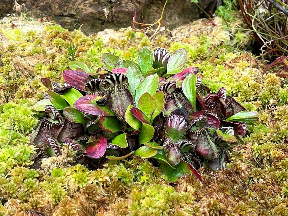 Albany Pitcher Plant