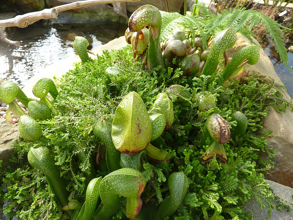 Cobra Lily (California Pitcher Plant)