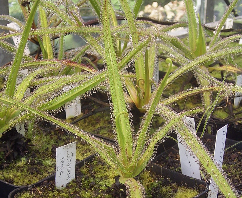 King Sundew