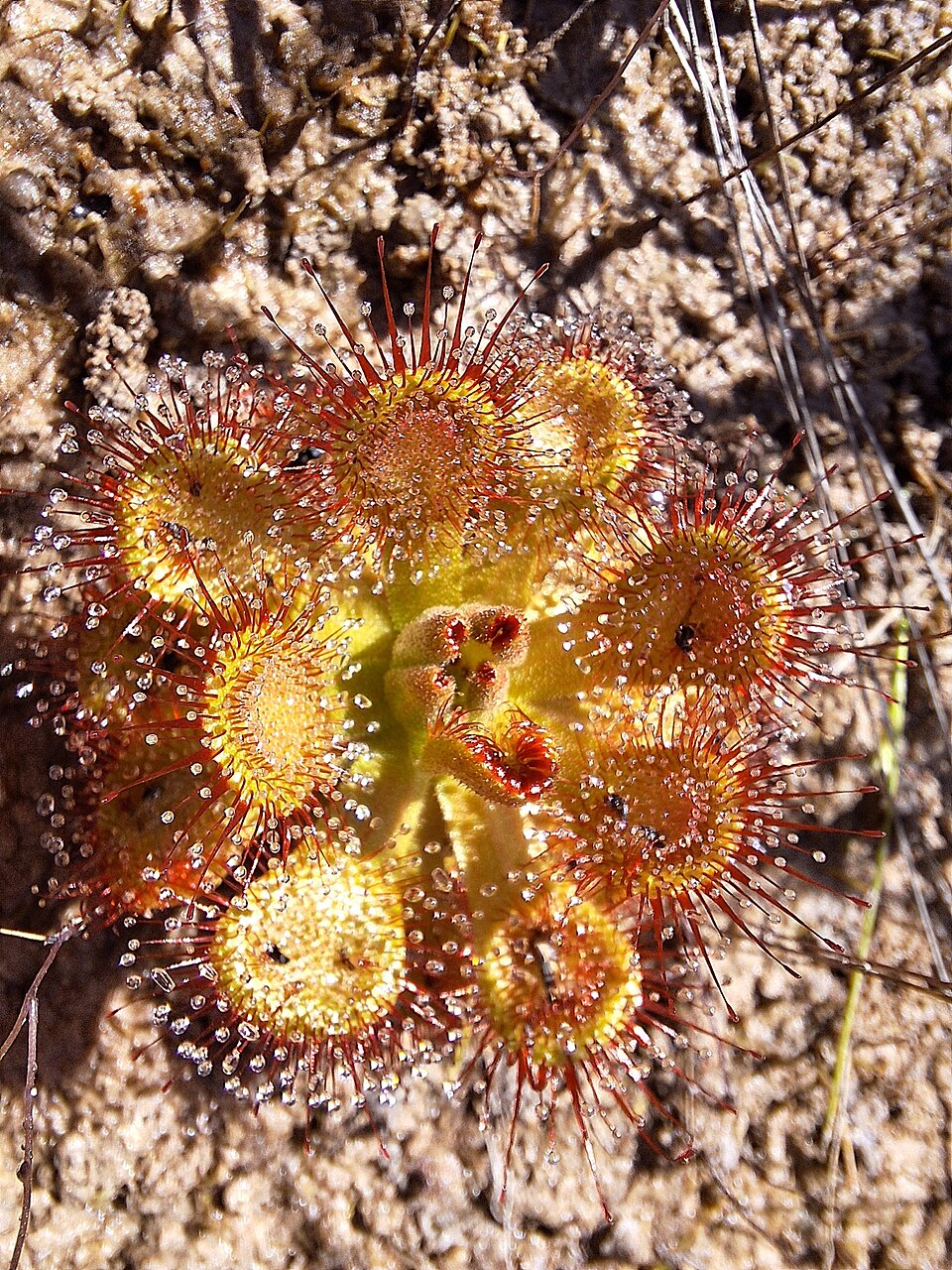 Drosera sessilifolia