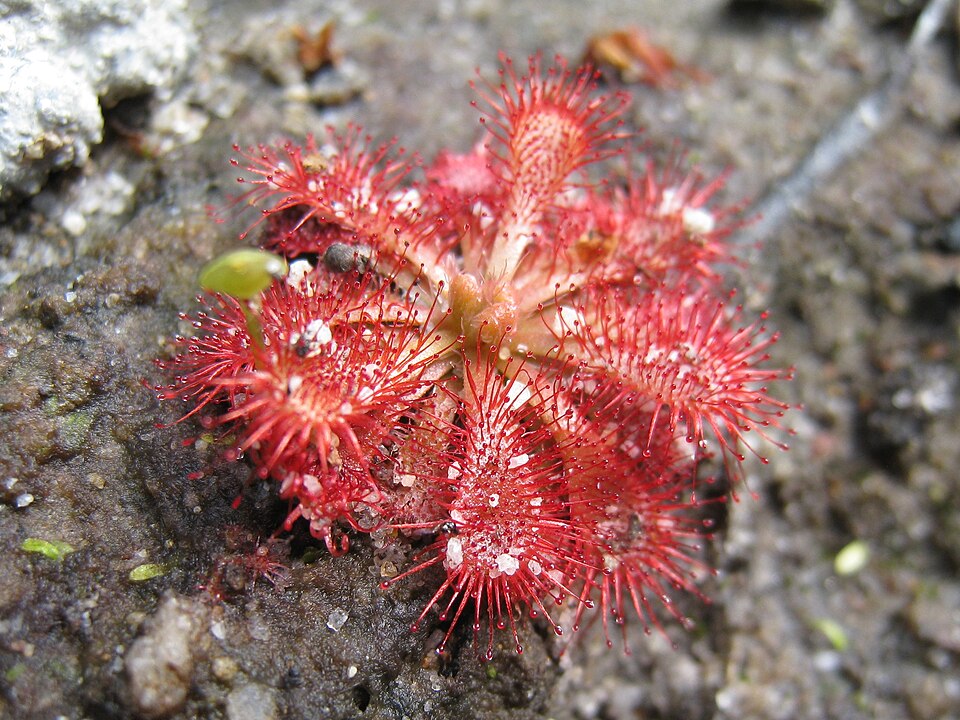 Spoon-Leaved Sundew