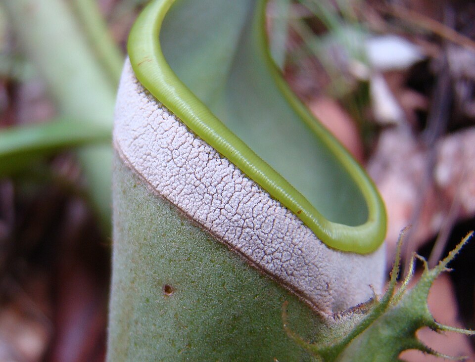 White-collared Pitcher Plant