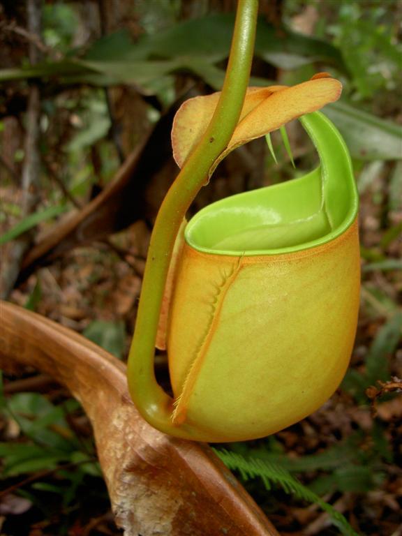 Fanged Pitcher Plant