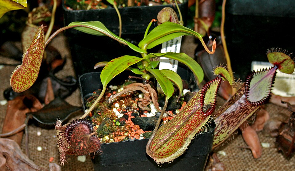 Nepenthes hamata