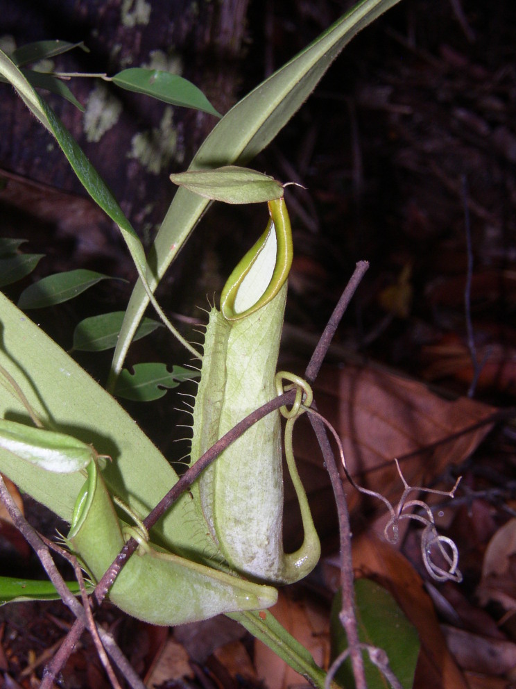 Hairy Pitcher Plant