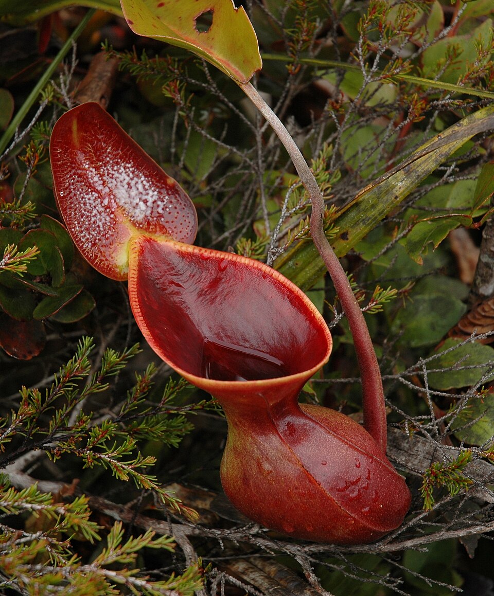 Low's Pitcher Plant