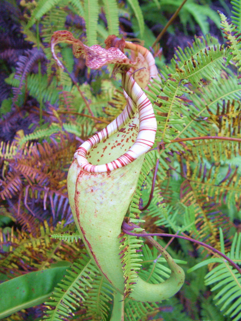 Great Pitcher Plant